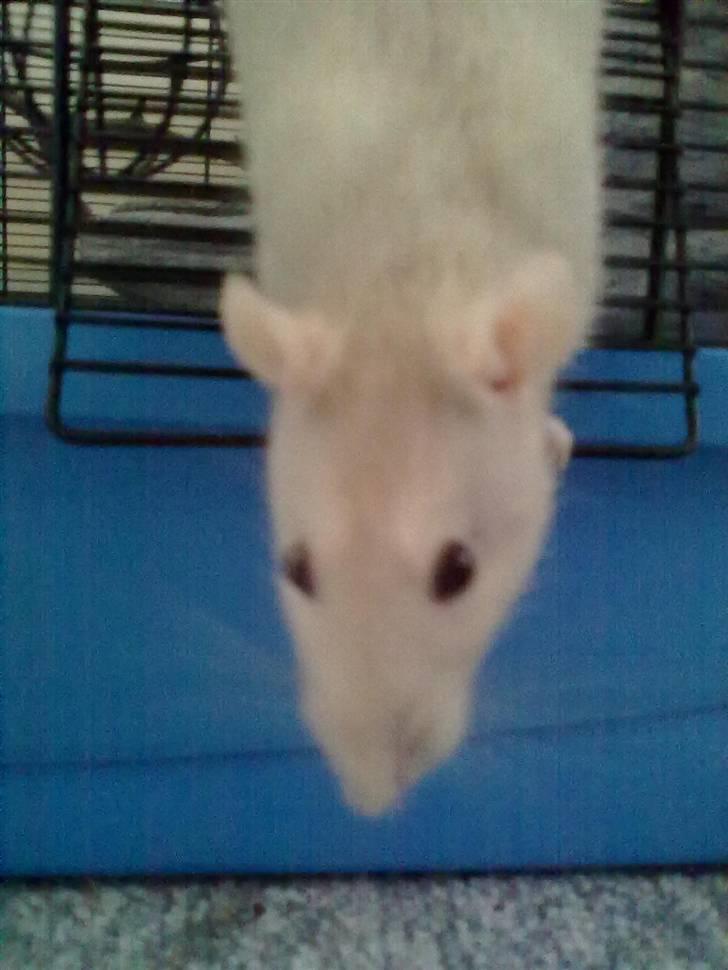 Tamrotte Dusty Tresure *R.I.P* billede 15