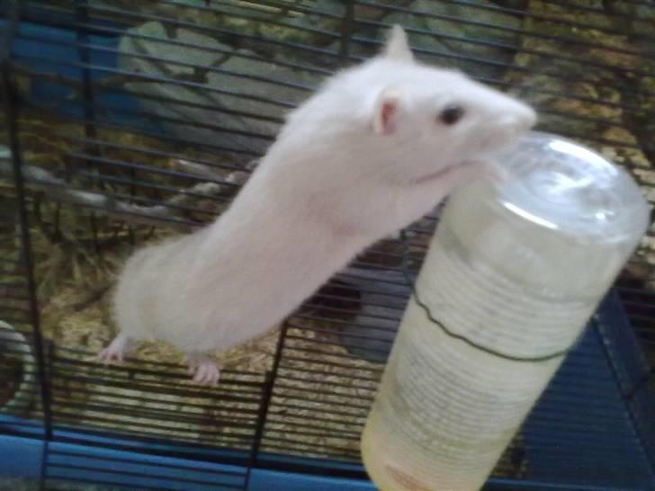 Tamrotte Dusty Tresure *R.I.P* billede 16