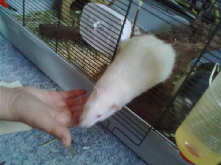 Tamrotte Dusty Tresure *R.I.P* billede 17