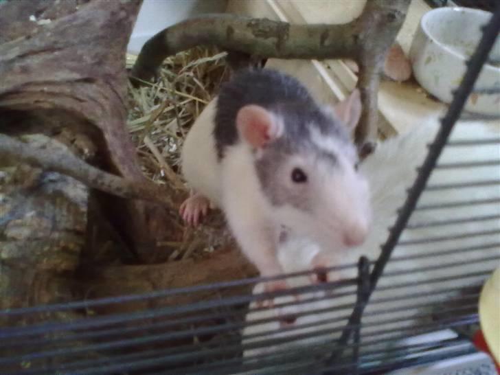 Tamrotte Ludvig *R.I.P.* billede 13