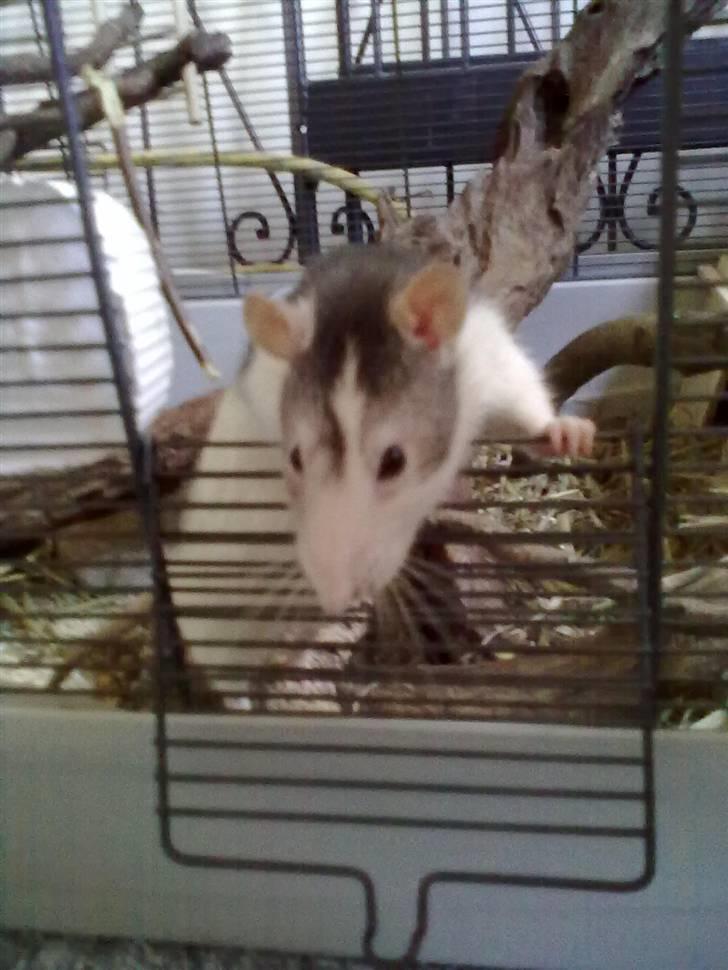 Tamrotte Ludvig *R.I.P.* billede 14