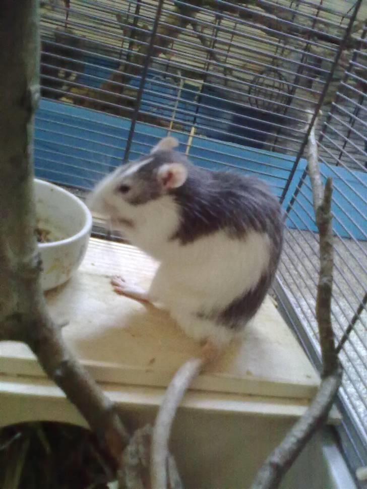 Tamrotte Ludvig *R.I.P.* billede 15