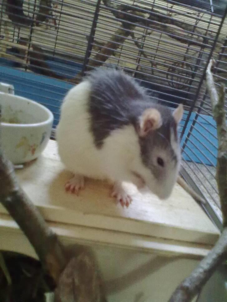 Tamrotte Ludvig *R.I.P.* billede 16