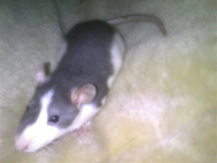 Tamrotte Ludvig *R.I.P.* billede 17