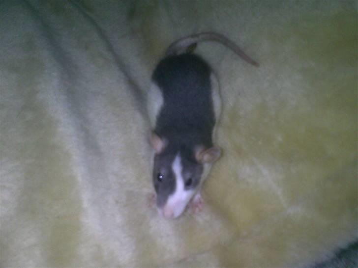 Tamrotte Ludvig *R.I.P.* billede 18