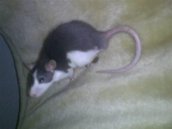 Tamrotte Ludvig *R.I.P.* billede 19