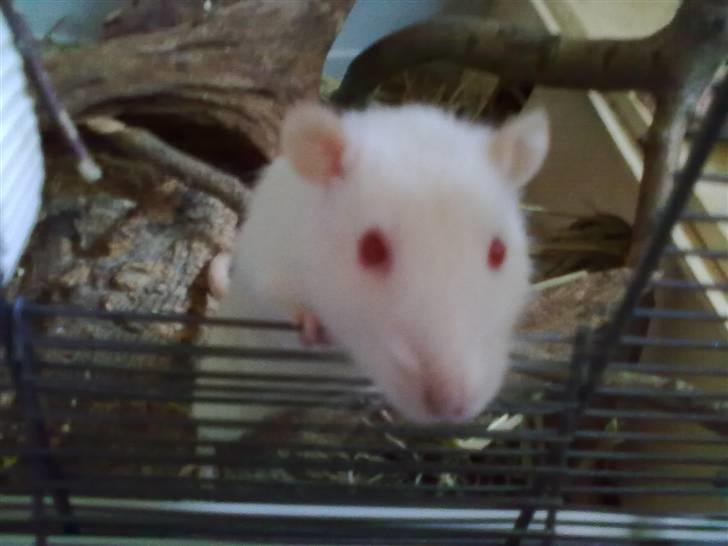 Tamrotte Draco *R.I.P.* billede 10