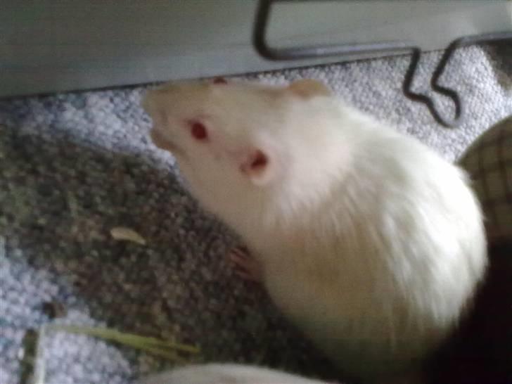 Tamrotte Draco *R.I.P.* billede 11