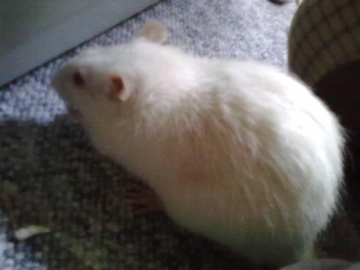 Tamrotte Draco *R.I.P.* billede 12