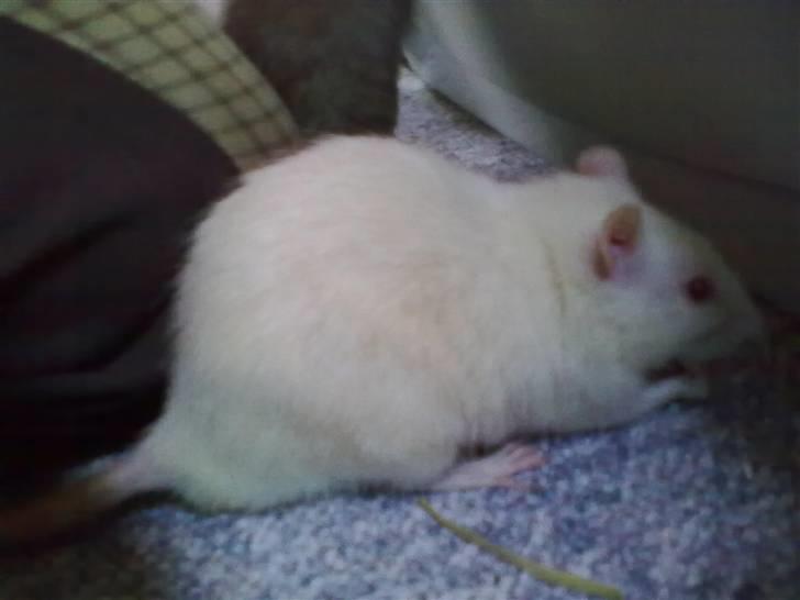 Tamrotte Draco *R.I.P.* billede 13