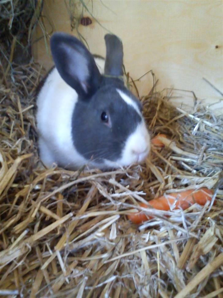 Kanin Ole - Lige ankommet. billede 1