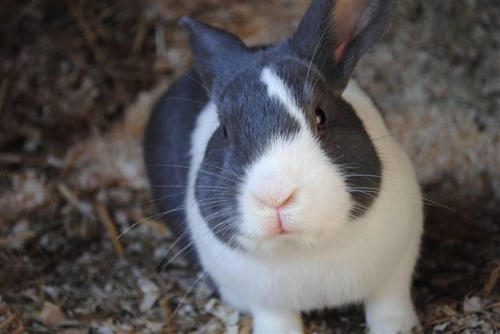 Kanin Ole - Er så sød med sin skæve blis :o) billede 2