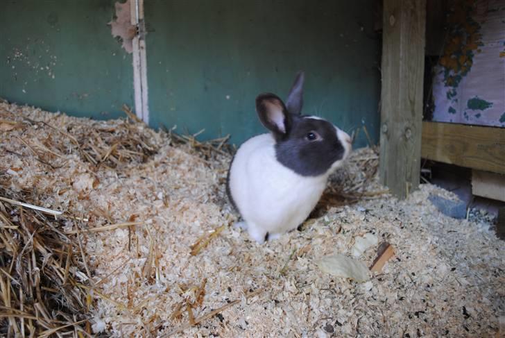 Kanin Ole - Kigger lidt mistroisk... billede 3