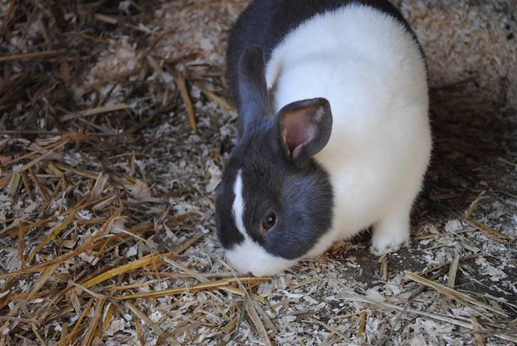 Kanin Ole - Hygger sig i løbegården :o) billede 4