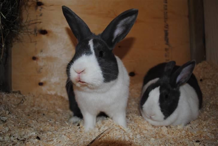 Kanin Ole - Hej mor :o) billede 5