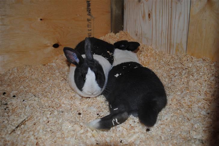 Kanin Ole - Tager lige en slapper ved siden af min elskede Olivia <3 billede 6