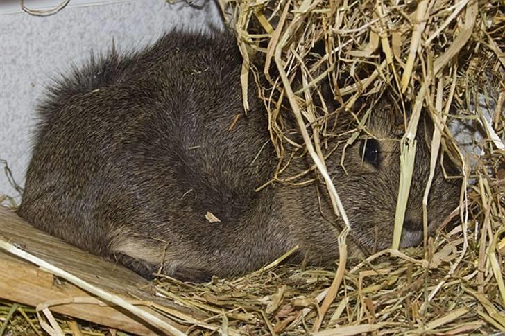 Marsvin Mulle - Mulles absolutte yndlingsplads i buret - for enden af trappen under høhækken! billede 18