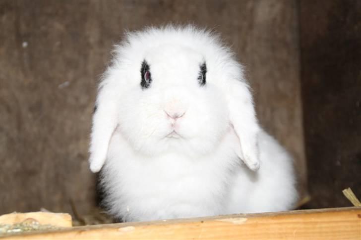 Kanin Yala Von Der Siegesburg - Foto: Frederik Fuglsang billede 3