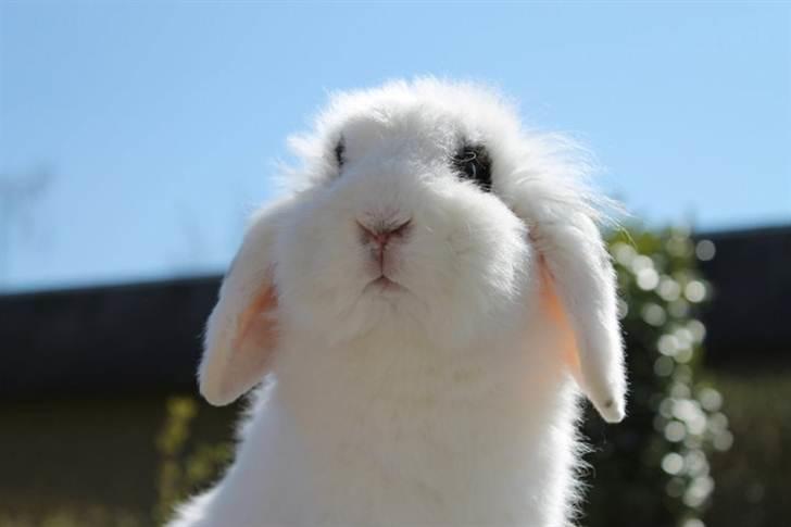 Kanin Yala Von Der Siegesburg - Foto: Frederik Fuglsang billede 1