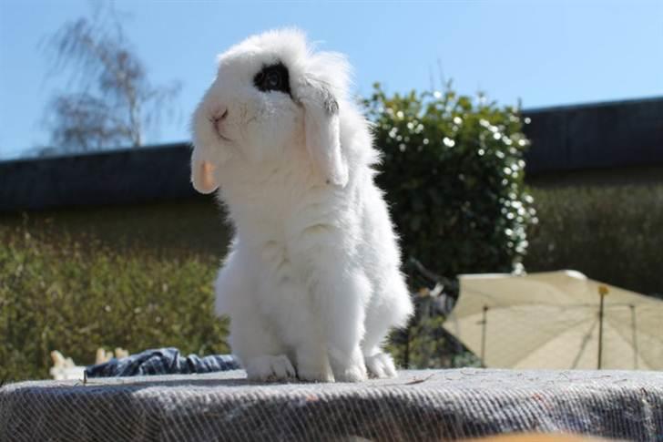 Kanin Yala Von Der Siegesburg - Foto: Frederik Fuglsang billede 4