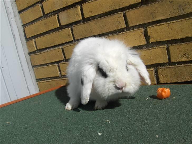 Kanin Yala Von Der Siegesburg billede 5