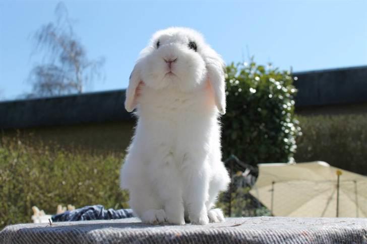 Kanin Yala Von Der Siegesburg - Foto: Frederik Fuglsang billede 2