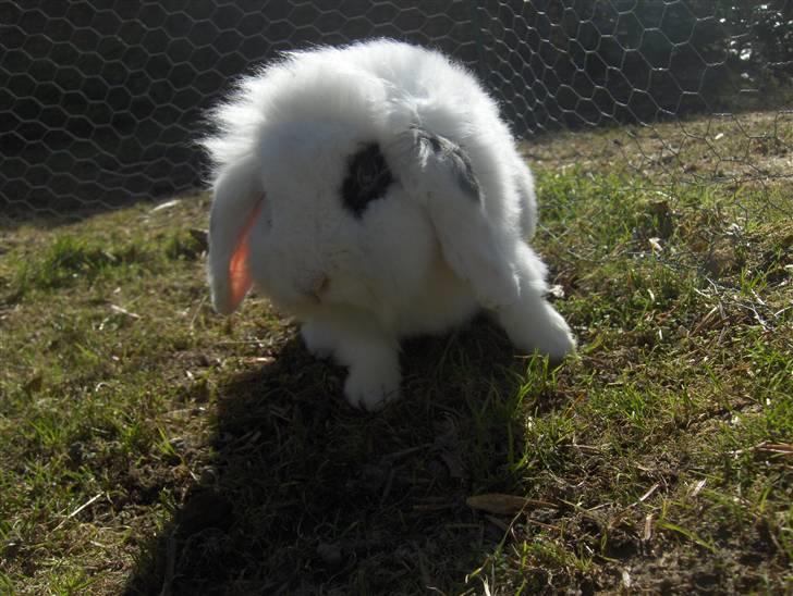 Kanin Yala Von Der Siegesburg billede 6