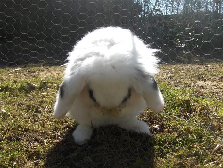 Kanin Yala Von Der Siegesburg billede 7