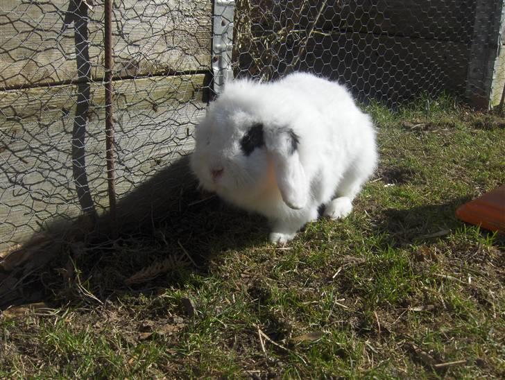 Kanin Yala Von Der Siegesburg billede 8