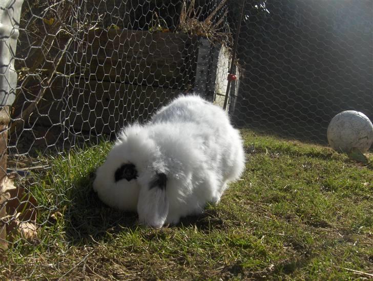 Kanin Yala Von Der Siegesburg billede 9