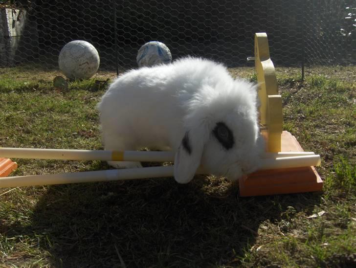 Kanin Yala Von Der Siegesburg billede 10