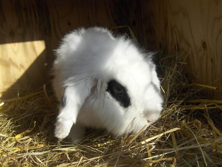 Kanin Yala Von Der Siegesburg billede 11