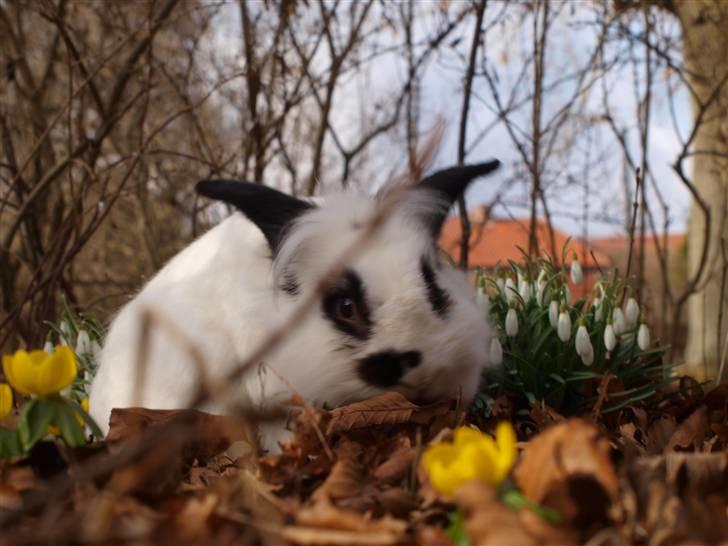 Kanin kashmir billede 13