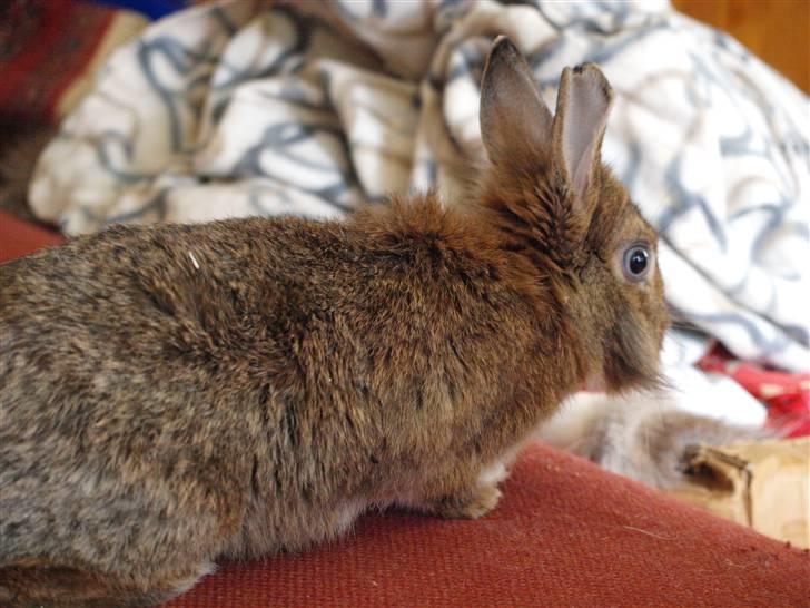 Kanin angelina  billede 11