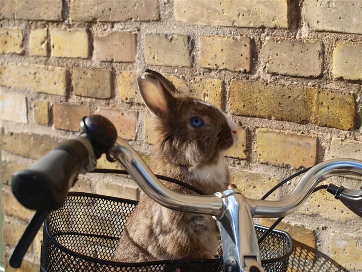 Kanin angelina  billede 12