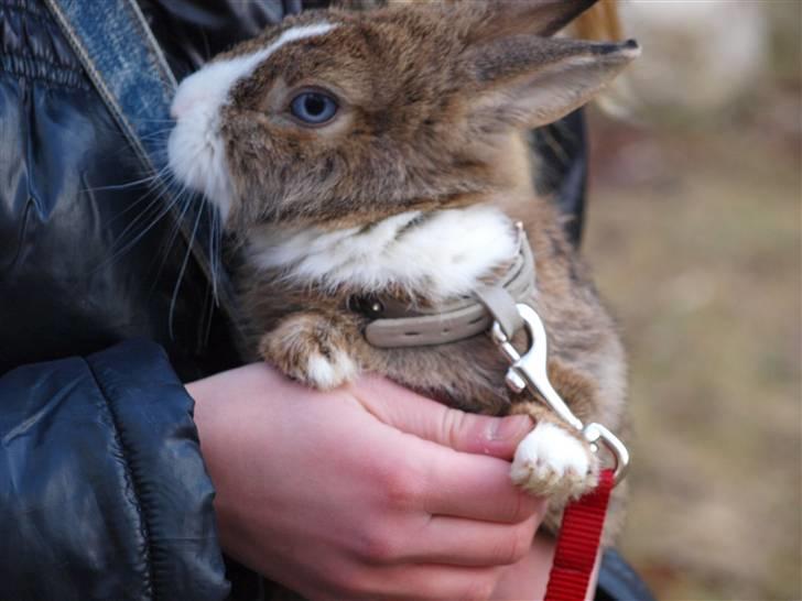 Kanin angelina  billede 13