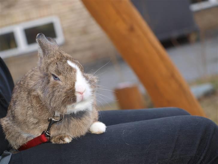 Kanin angelina  billede 14