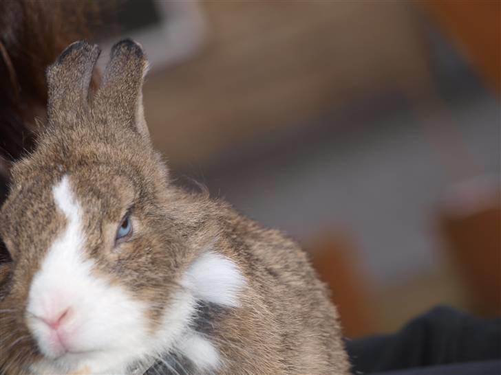 Kanin angelina  billede 15