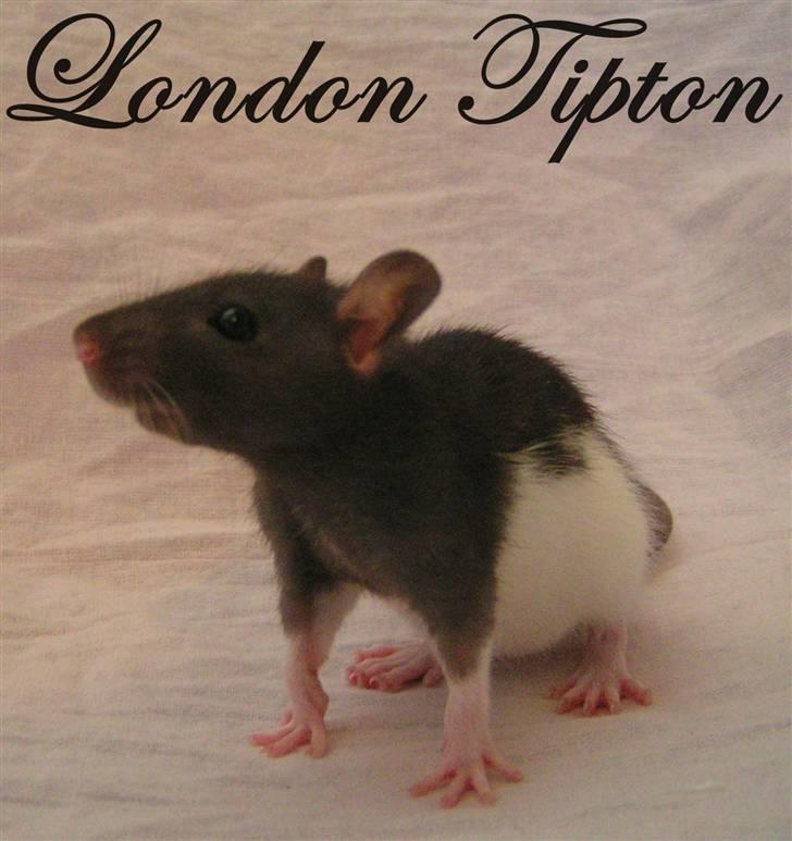Tamrotte London Tipton billede 5