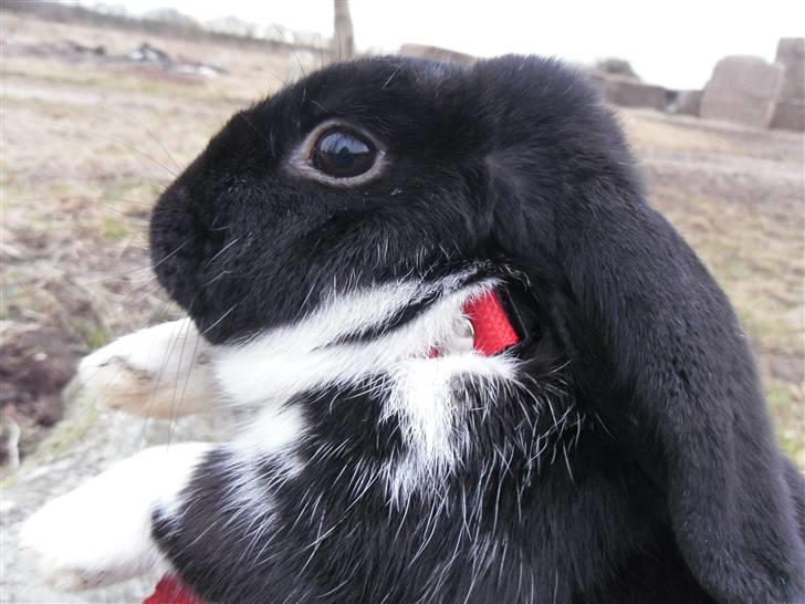 Kanin Pearcy - Velkommen til Peacy´s profil :D Foto: mig billede 3