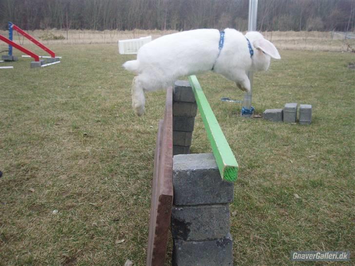 Kanin Stampe..R.I.P, SAVNER DIG <3  - han springer 35cm  billede 10