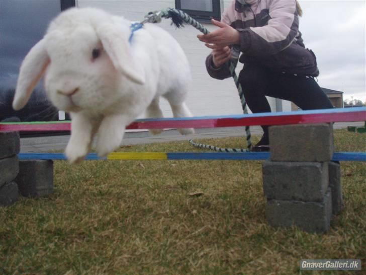 Kanin Stampe..R.I.P, SAVNER DIG <3  - han spriger 20cm er han ik bare sød  billede 11