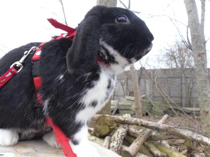 Kanin Pearcy - Foto: Mig billede 14