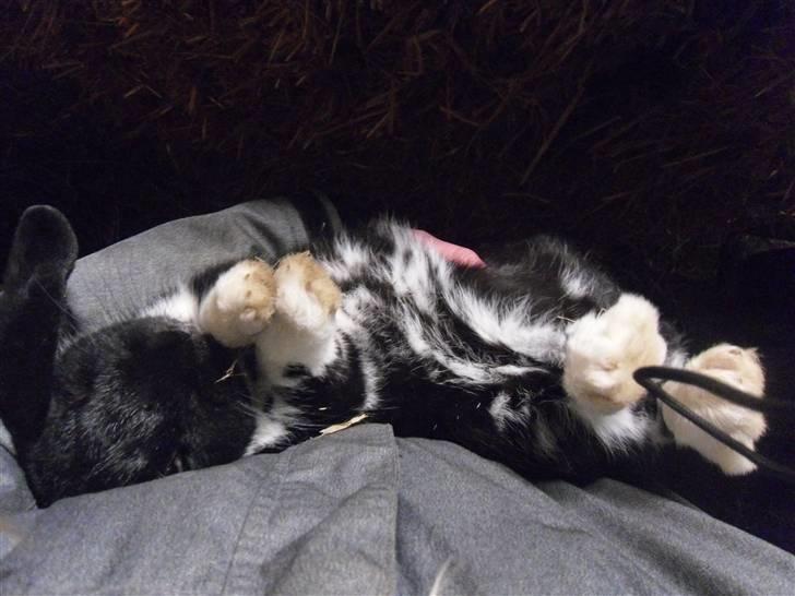 Kanin Pearcy - Peacy Nyder livet xD Foto: mig billede 9