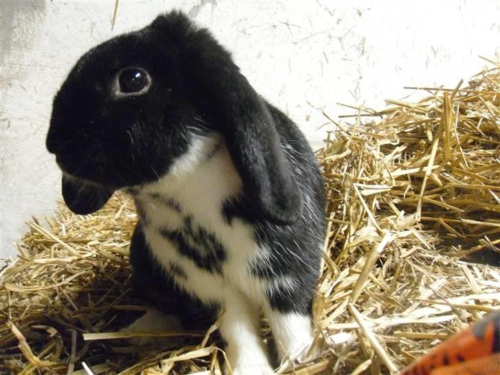 Kanin Pearcy billede 12