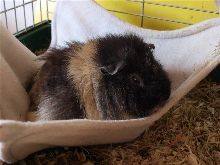 Marsvin Alpha 'Bjørnen Bamse' - Under sellnick perioden ): billede 14