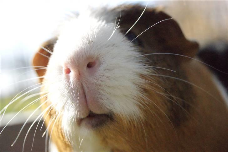 Marsvin Pirat billede 1