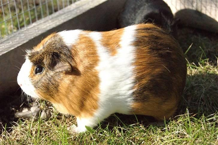 Marsvin Pirat billede 2