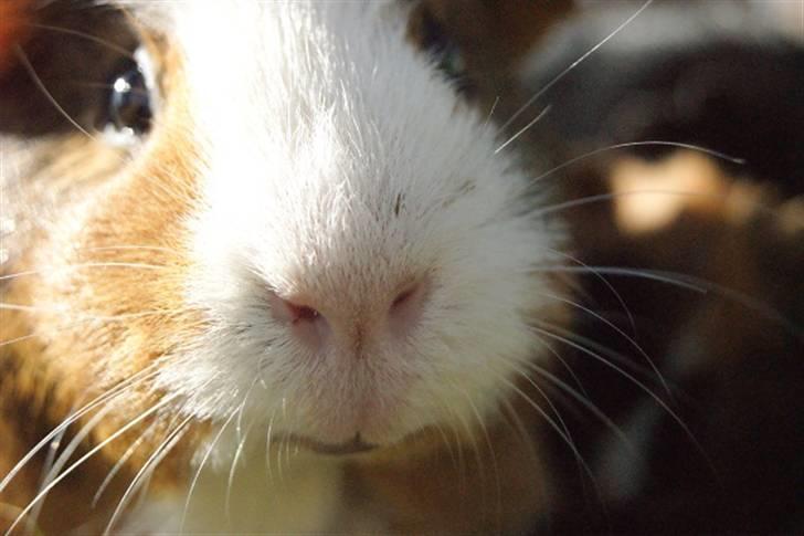 Marsvin Pirat billede 3