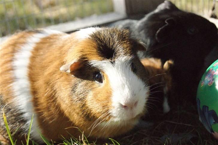 Marsvin Pirat billede 4